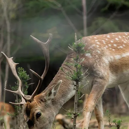 Westhills Town & Rezort